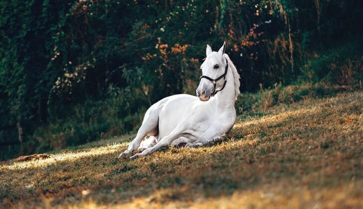 beyaz at