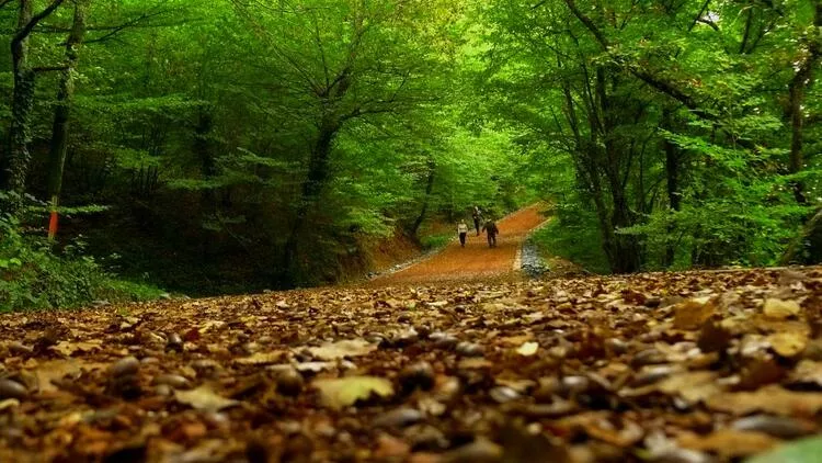 Belgrad Ormanı